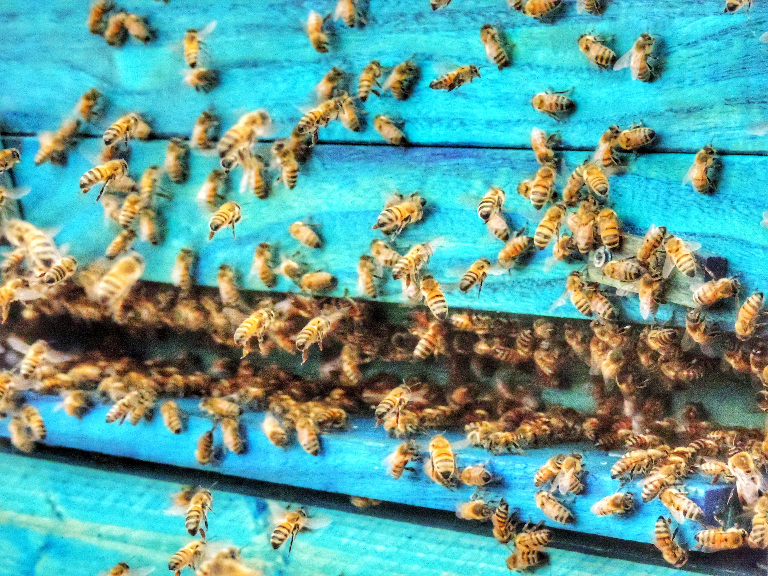 Vielzahl an Bienen am einem warmen Frühlingstag. 