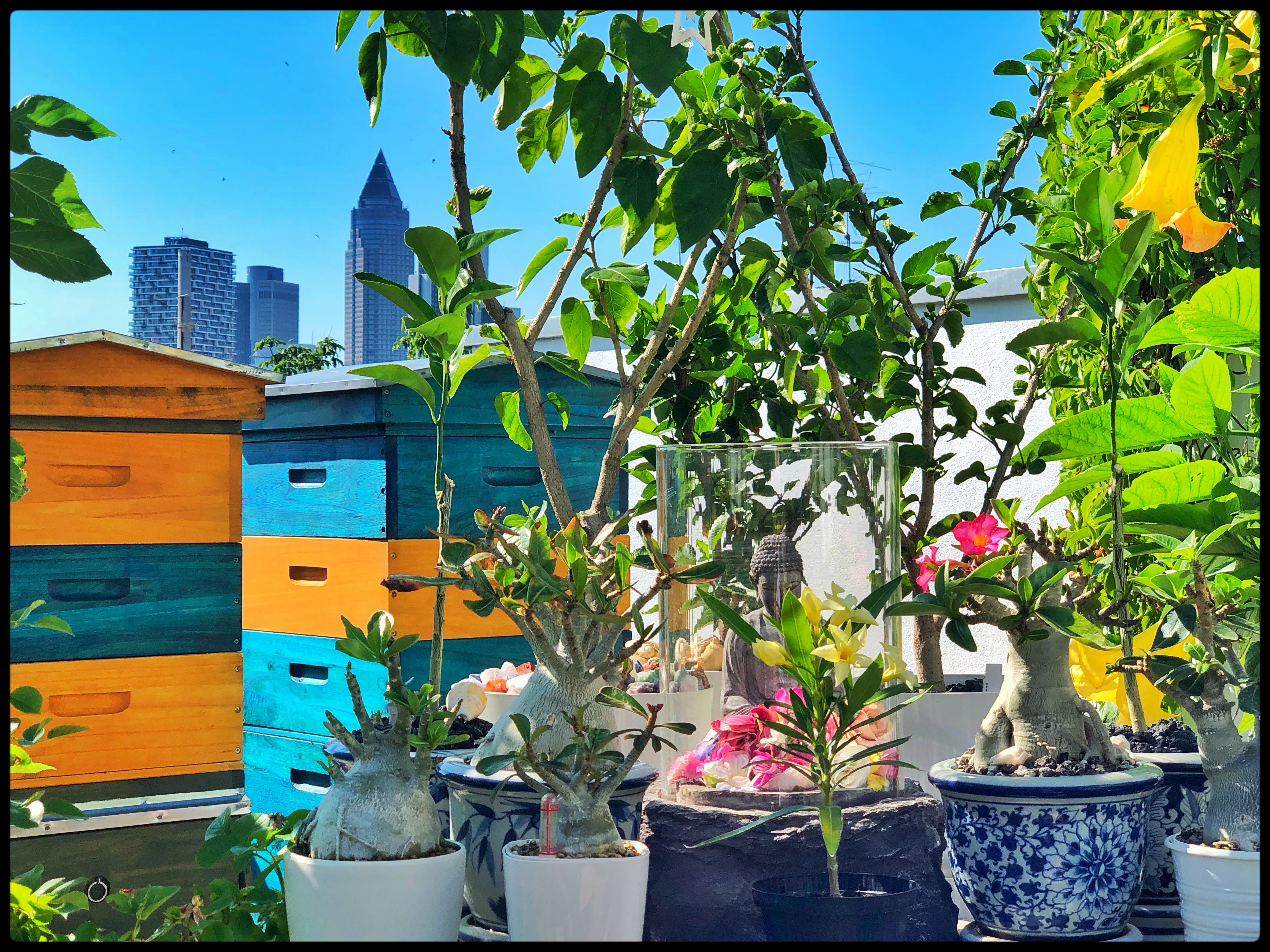 Bienenvölker auf der Dachterrasse vor der Frankfurter Skyline. 