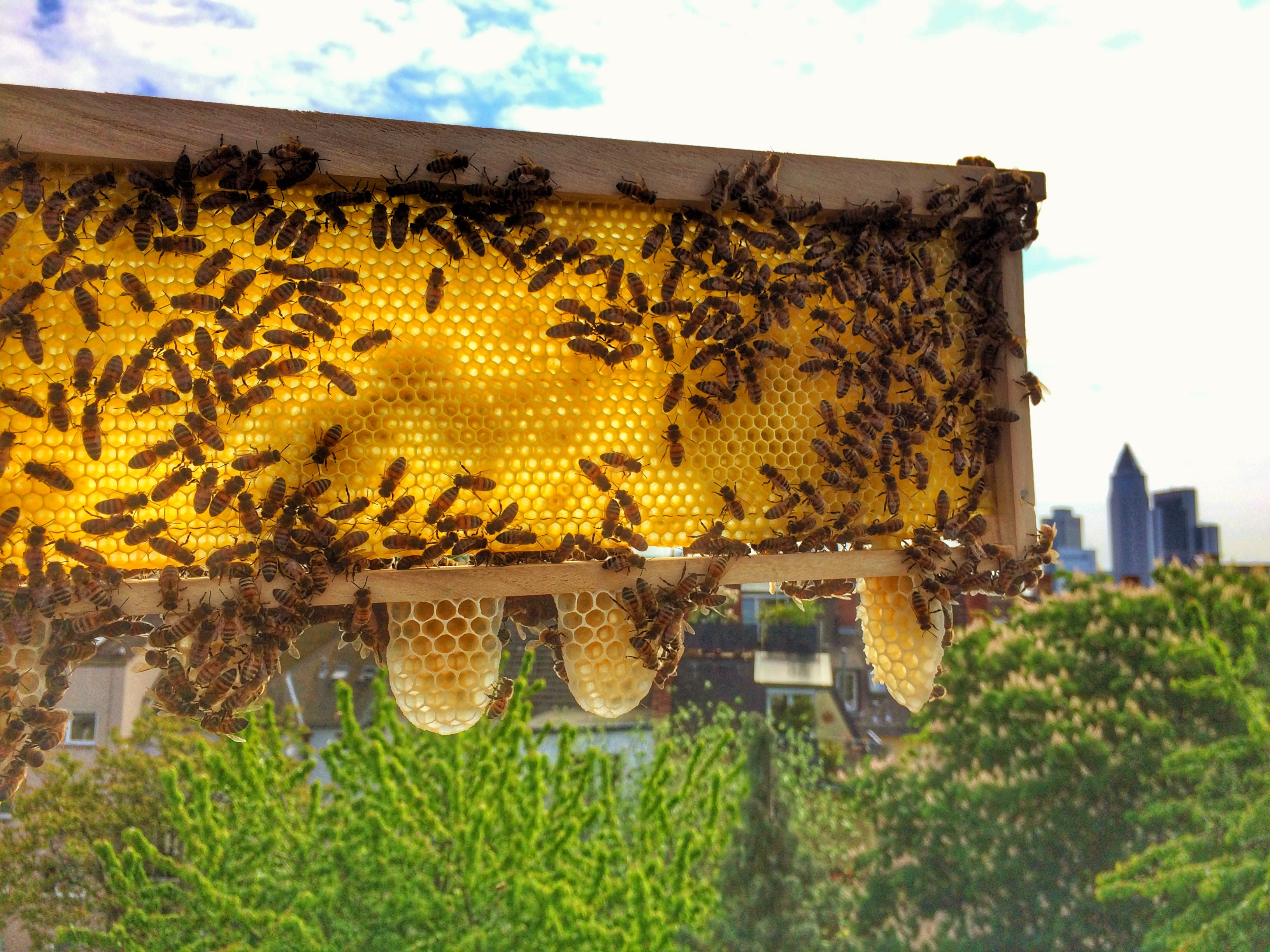 Honigwabe mit Bienen vor der Frankfurter Skyline. 