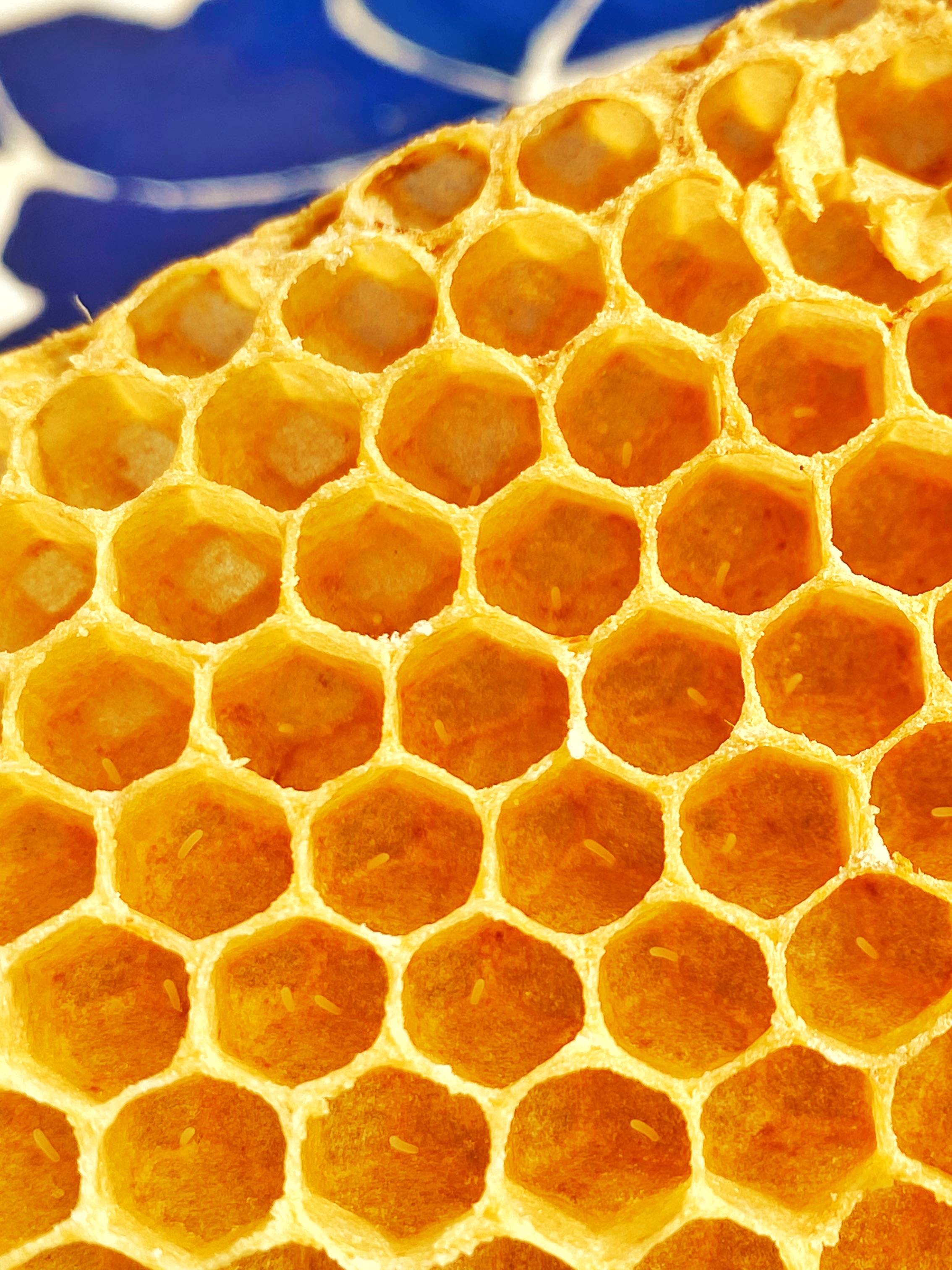 Wabe aus Bienenwachs mit frischen Eiern