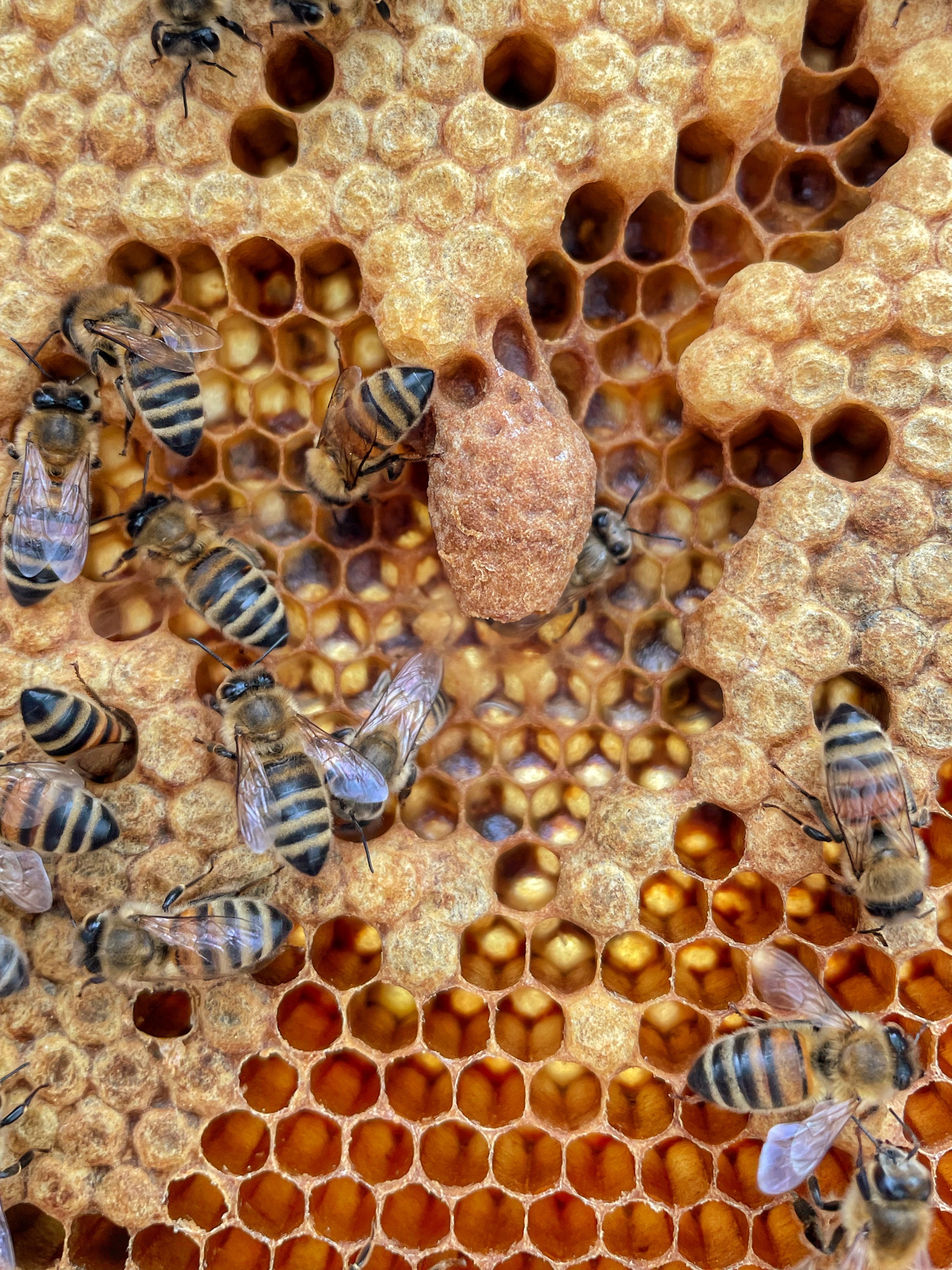 Bienenwabe mit einer Königinnenzelle